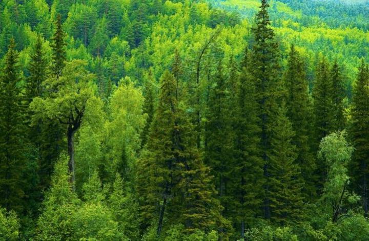 Организаторы лучших посадок деревьев получат премии от Движения ЭКА