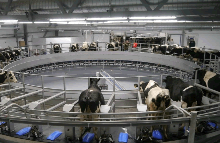 При поддержке РСХБ«Русмолко» открыла один из крупнейших в Европе молочных комплексов