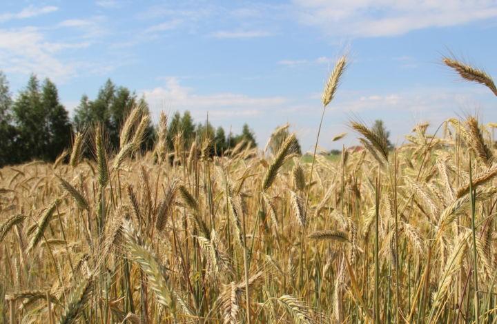 Россельхозбанк обеспечил стабильность сезонно-полевых работ в Смоленской области