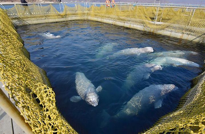 «Китовая тюрьма» опустеет в начале лета