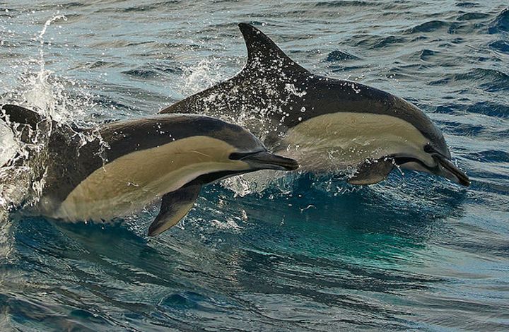 Мнение: популяцию черноморских дельфинов подорвали в 20 веке