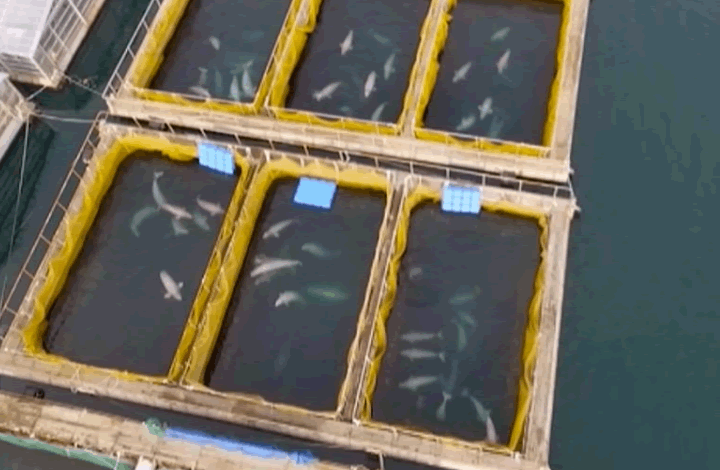 «Китовая тюрьма» в Приморье: когда освободят животных?