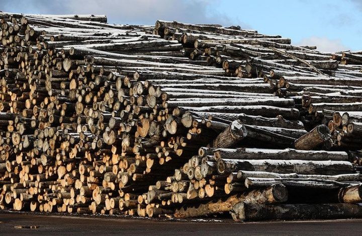 В России введут пошлины на экспорт лесоматериалов. На что это повлияет?