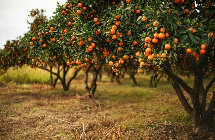 Агроном назвала части мандаринов, где могут содержаться пестициды