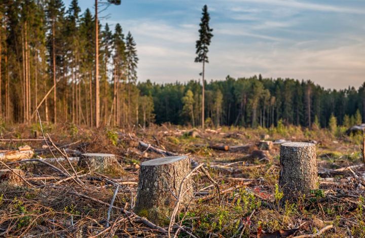Специалисты предупреждают: леса в Сибири осталось на 15 лет