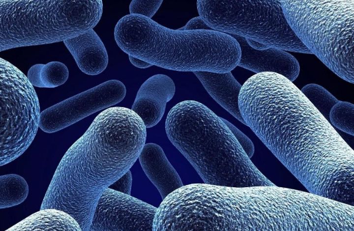 Какие бактерии создают среду в ротовой полости