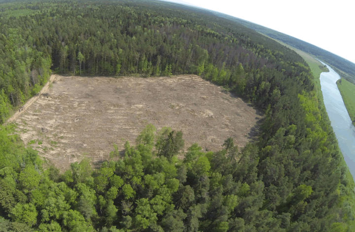 Эксперт рассказал о восстановлении лесного хозяйства в России