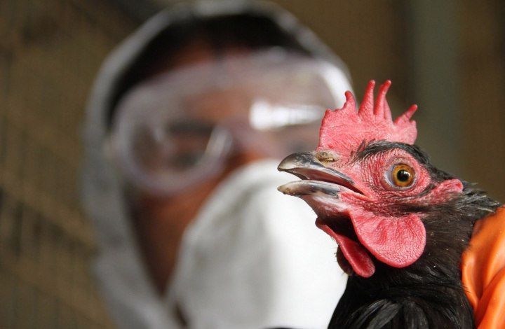 Академик о вспышке птичьего гриппа в Подмосковье: Не нужно устраивать панику