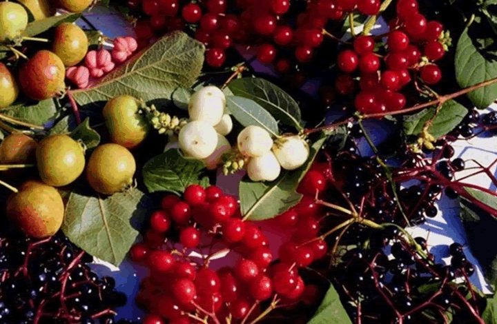 Спелая, садовая: Роскачество оценило вкус ягод