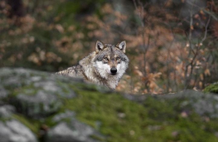 Исчезновение "тамбовского волка" не подтвердили