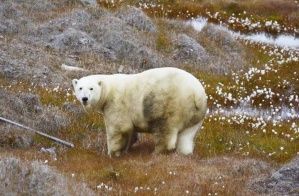 Белых медведей в якутской Арктике посчитали с помощью беспилотников