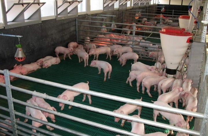Крупнейший производитель свинины в НСО завершает строительство новых мощностей при поддержке РСХБ