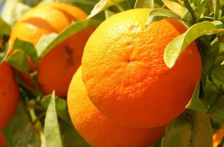 Россиянам объяснили, где в апельсинах польза