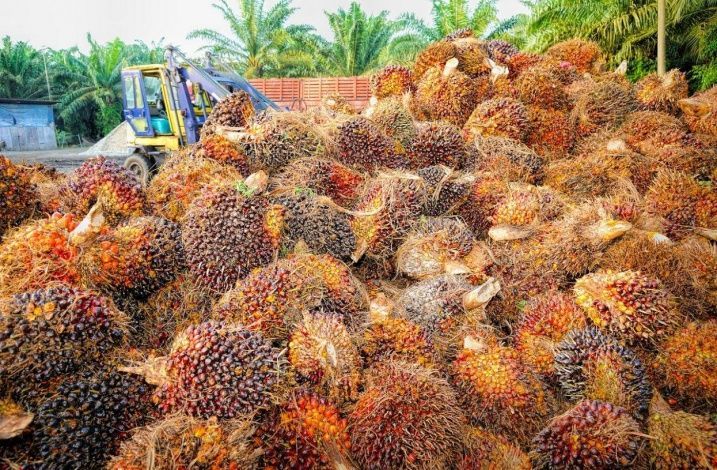 "Всякие неполезности". Нужно ли отказываться от пальмового масла?