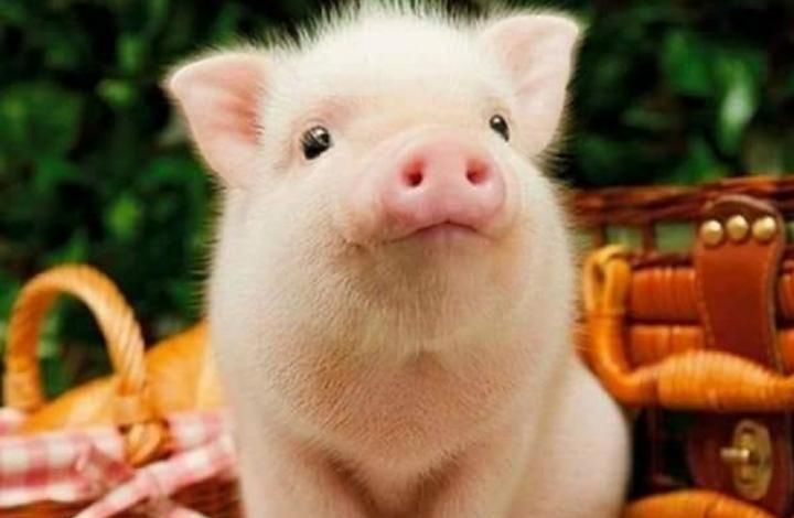 Астролог обещает, что 2019 не подложит нам «жирную свинью»