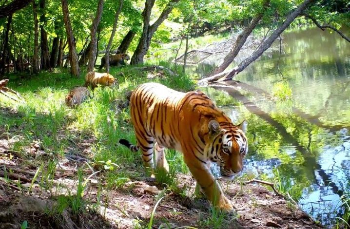 Купание тигров в Приморье попало на видео
