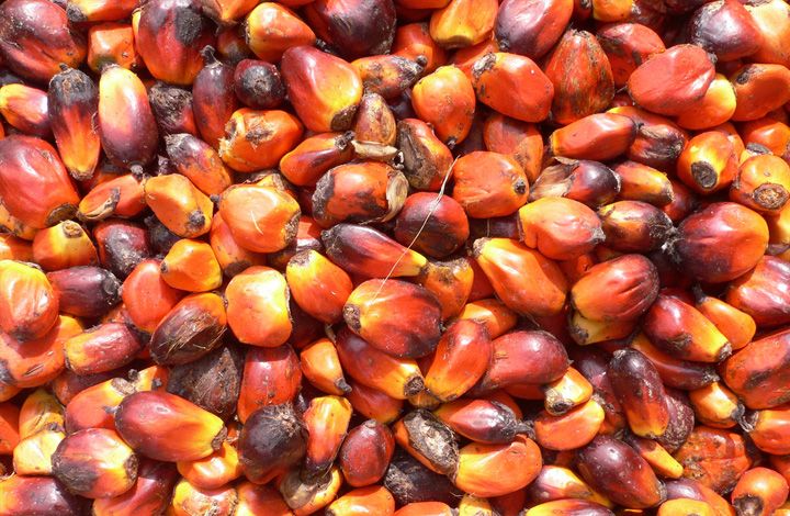 Вредность пальмового масла преувеличена? Мнение диетолога