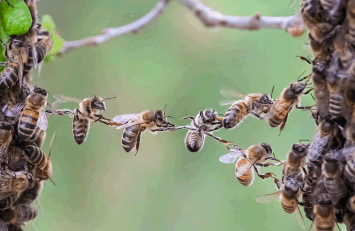 Почему массово гибнут пчелы уже и в нашей стране?