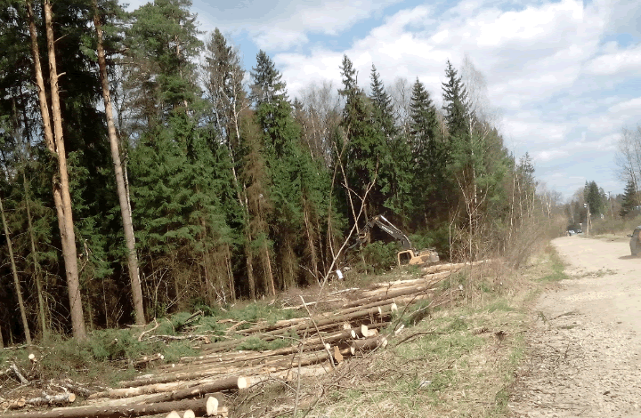 Как спасти 20 тысяч га городских лесов в Подмосковье: ОНФ направил предложения в Рослесхоз