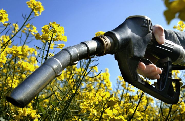 Бензин или биотопливо: чем кормить автомобили?
