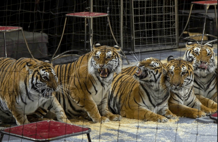 Россельхознадзор возьмет «под крыло» животных в зоопарках и цирках