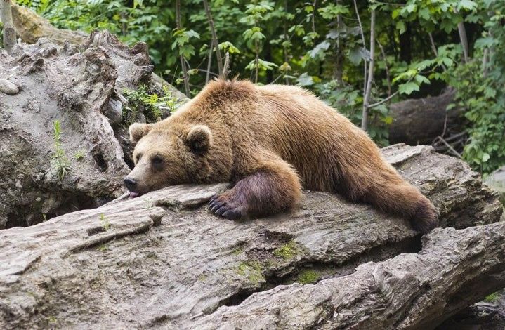 Охотовед оценил вероятность встретить медведя в лесу