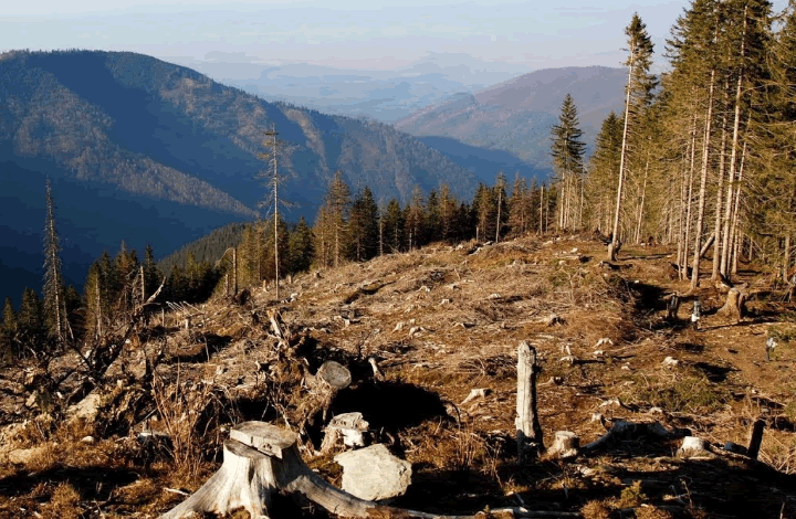 WWF раскрыл «нелегальную легальную» схему вырубки леса в Иркутской области