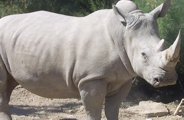 Последний самец белого носорога умер в Кении