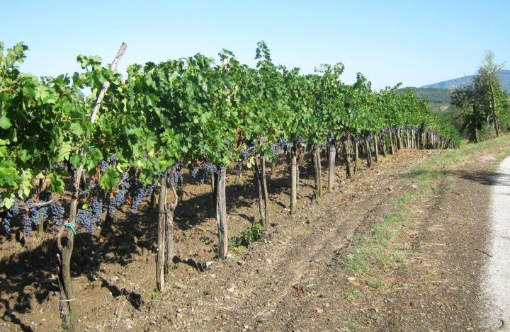 Агроном оценил климатические условия для урожая вина