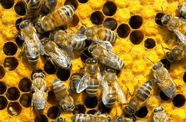Нет неправильных пчел, есть неправильные пчеловоды