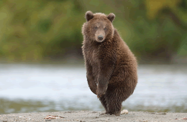 Туристическая тропа на Камчатке превратилась в «медвежью»