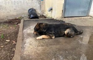 Собаку, застрявшую в подвале между бетонными перекрытиями, спасли севастопольские сотрудники МЧС России