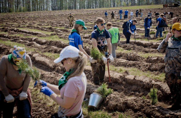 В России стартовал конкурс среди тех, кто восстанавливает лес