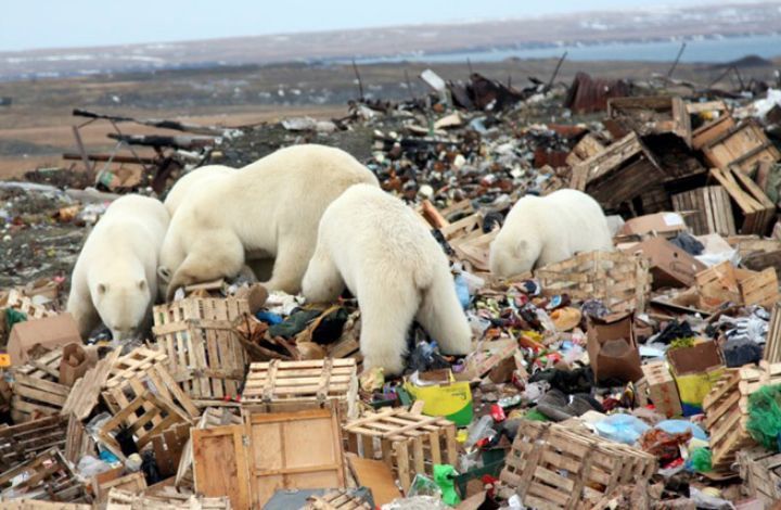 Экология Арктики – одна из тем Недели российского бизнеса в Москве