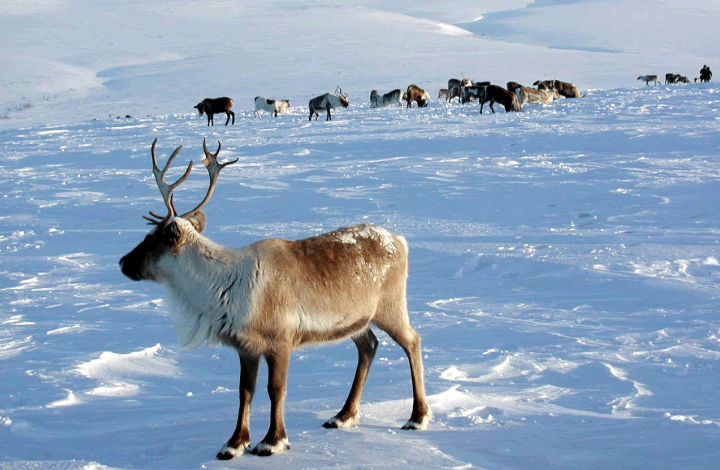 Как спасти северного оленя в Центральной Арктике? Рассказали экологи