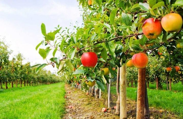 Россельхозбанк назвал пять причин закладывать яблоневые сады