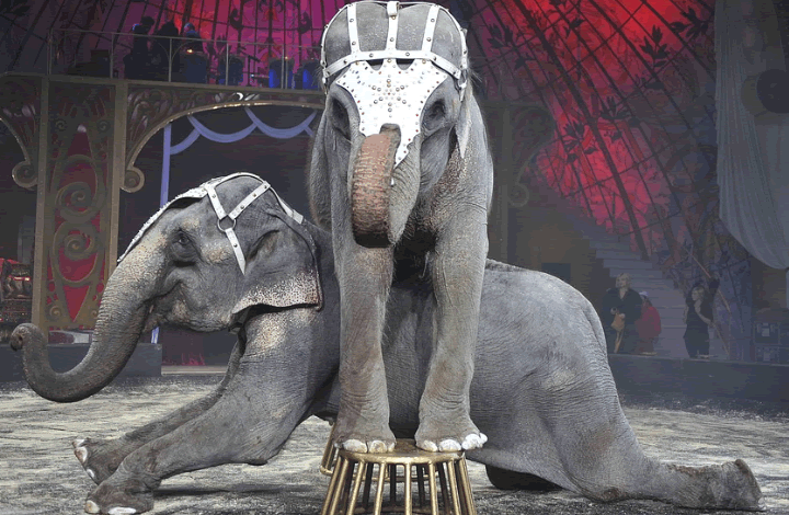 Почему калининградцы требуют запретить гастроли цирка-шапито?