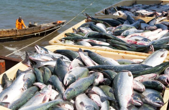 Южная Корея и Африка компенсировали закрытие Китая для российских экспортёров рыбы и морепродуктов 