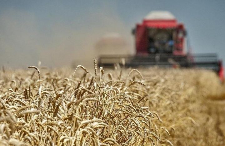 У пшеницы начались проблемы. Почему, объяснил экономист