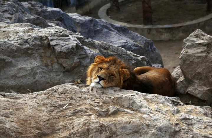 Депутат Госдумы: животные в зоопарках голодать не должны