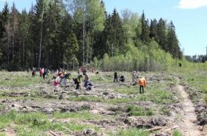 «РусКлиматФонд» и ТМ «FORESTER» восстанавливают пострадавшие леса