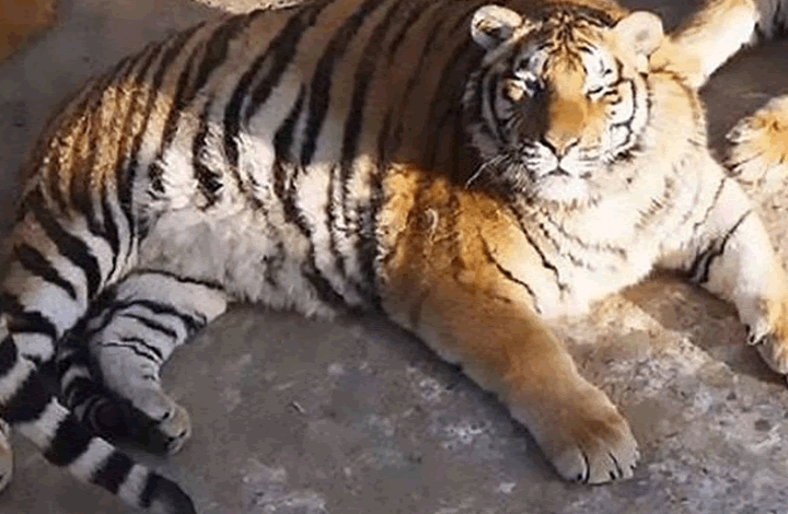 Почему в России никогда не будет «слишком  много тигров»?