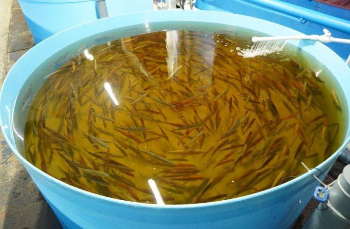В водоемы Якутии будет выпущено рекордное количество мальков и личинок рыб