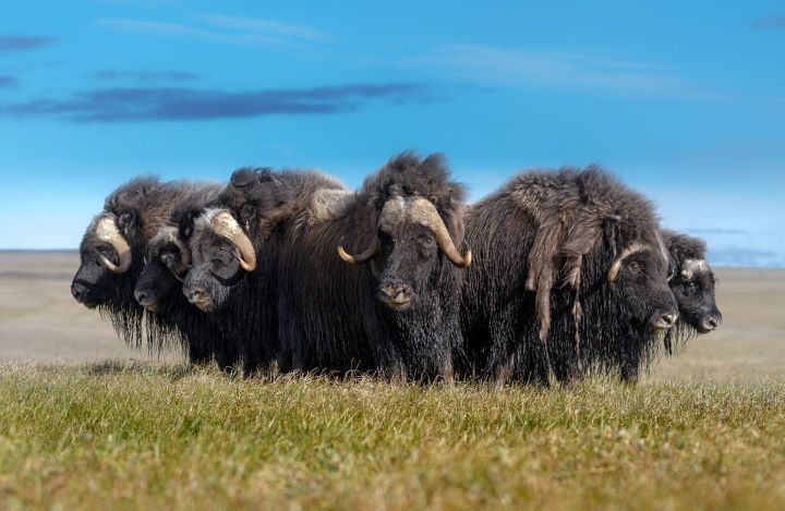 25 овцебыков с острова Большой Бегичев отправляются из Якутии в Магадан
