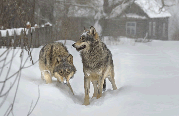 Волки атакуют! Эксперты объясняют, почему диких животных нужно контролировать