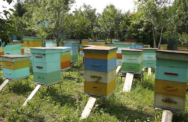 Правительство Севастополя заинтересовано в развитии пчеловодства в регионе