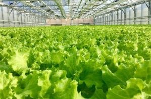 Эксперты РСХБ спрогнозировали рост производства салатов и зелени в России