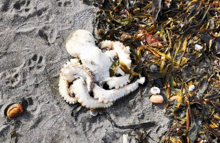 Восстановление морских животных на Камчатке займет до 15 лет