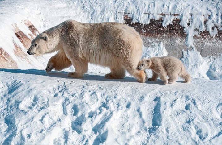 Белый медвежонок впервые увидел снег в якутском зоопарке