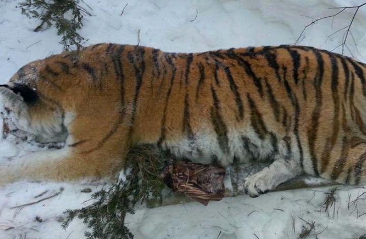 Раненную в Хабаровском крае тигрицу прооперируют в Приморье